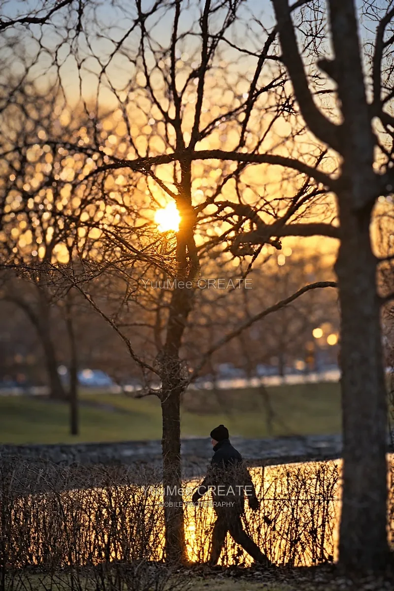 A sunset walk beneath branches glowing with evening light
