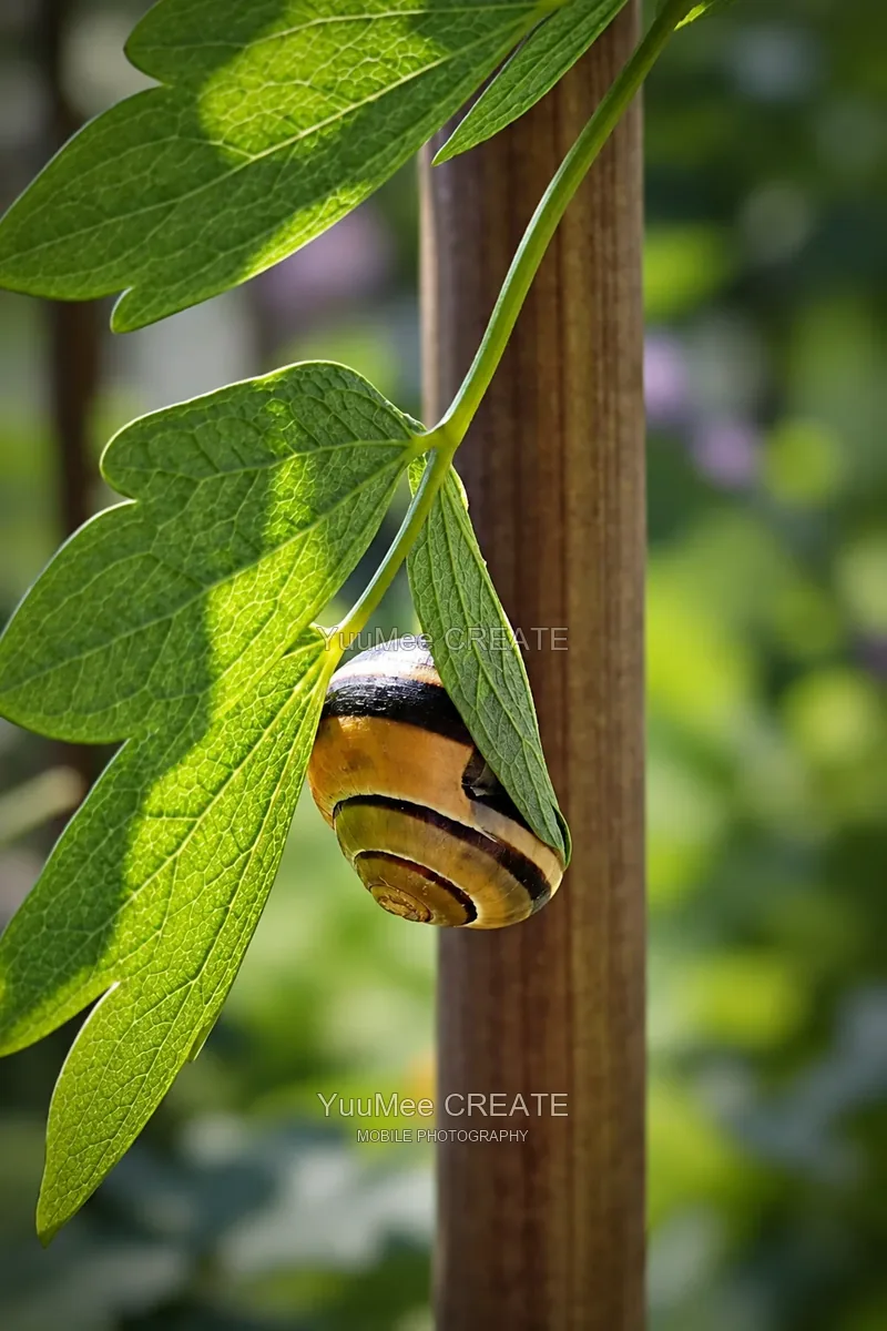 A striped snail tucked beneath sunlit green leaves