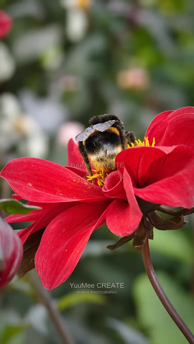 Bumblebee on a red flower